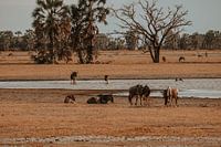 Spielende Gnubabys im Wasser