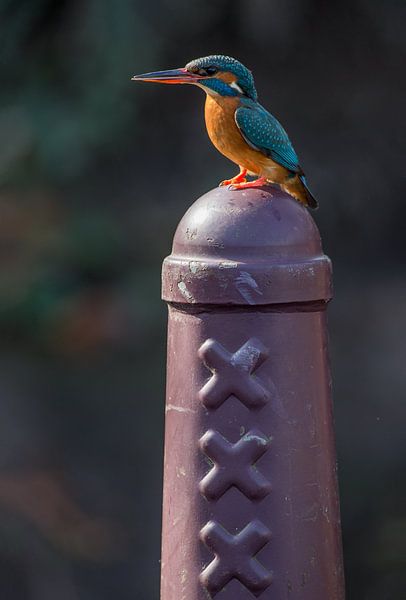 Eisvogel auf Amsterdammertje von Jeroen Stel