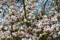 Familie Waldohreule in einer wunderschön blühenden Magnolie