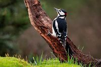 Pic épeiche sous la pluie