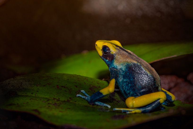 Geel blauwe gifkikker zittend op een blad von Desirée Couwenberg