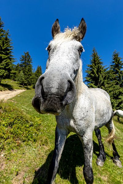 Wild horses in nature by Roland Brack