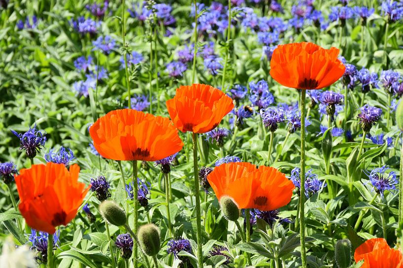 Klaprozenbloemen in de tuin von Claude Laprise