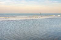 Les mouettes sur la plage