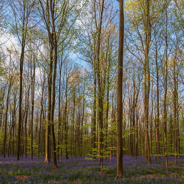 Hallerbos von Menno Schaefer