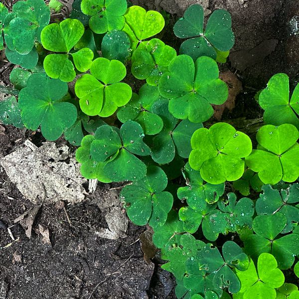 NATURE&#039;S CARPET : Tapis de trèfle par Bo Vandersteene