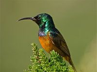 Orange Breasted Sunbird
