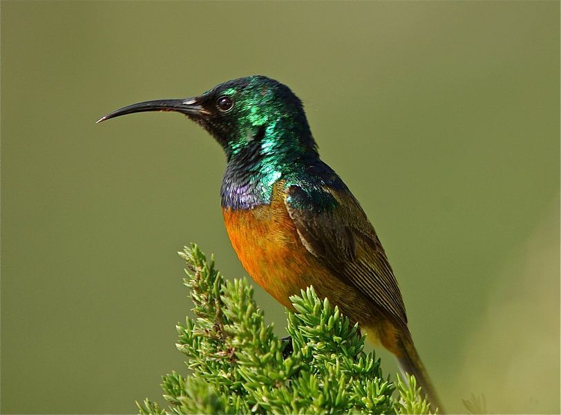 Orange Breasted Sunbird von Christiane Behrmann