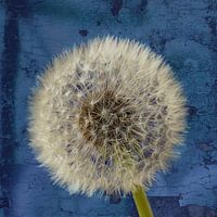 Löwenzahnflaum Blau