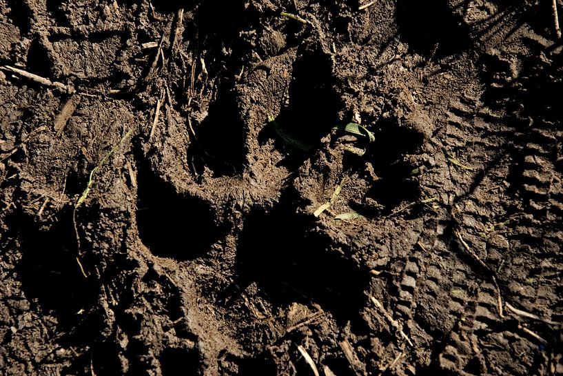 Les pas par IdzardCreations