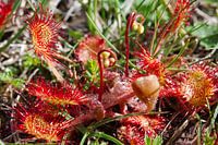 Natur auf Texel - Blühender Sonnentau
