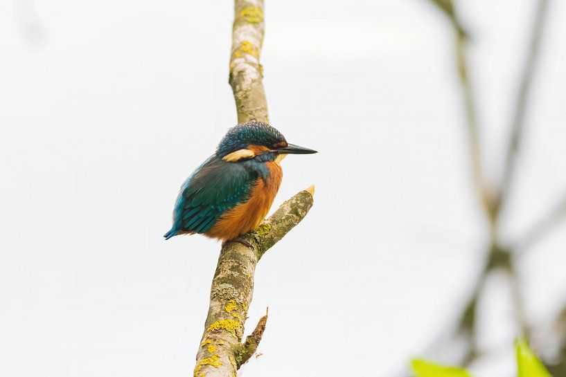 Le martin-pêcheur à Zouweboezem par Merijn Loch