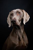 Portrait Weimaraner