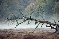 Der umgestürzte Baum