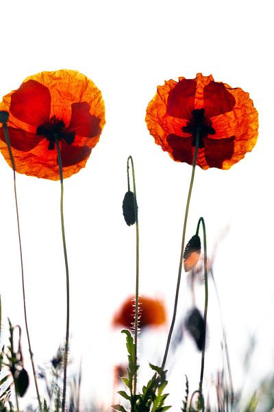 Mohnblumen von Kurt Krause