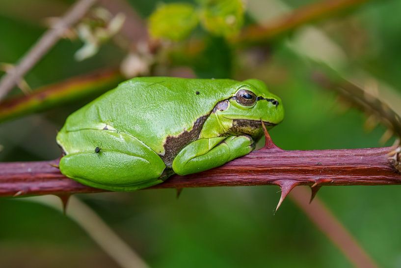 Laubfrosch von Marcel Jagt