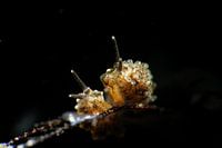 Racemose Doto nudibranch, Tulamben, Bali (Indonesia)