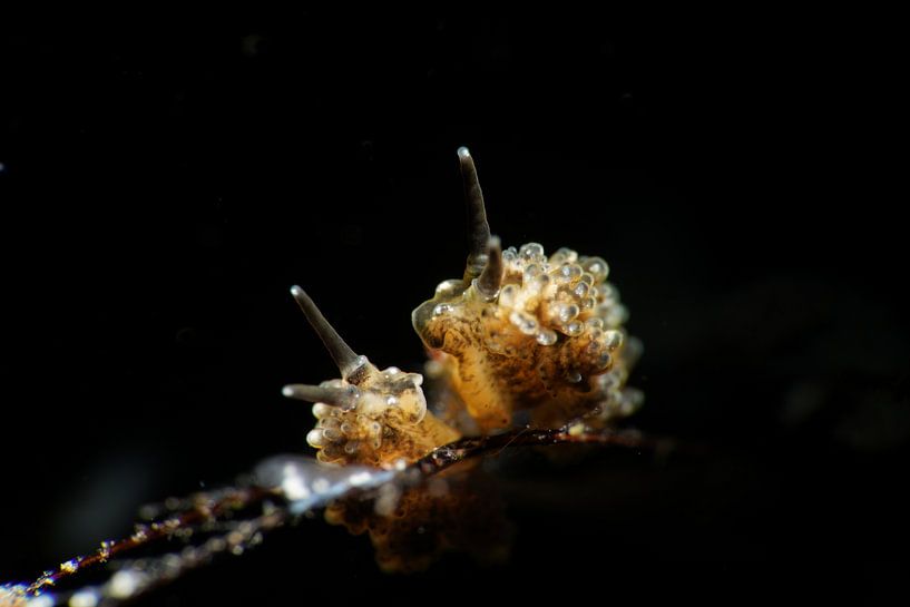Racemose Doto nudibranch, Tulamben, Bali (Indonesia) by Aniek Stevense