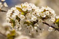 White blossom on a tree