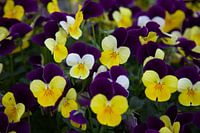 Kleurrijke bos Viooltjes