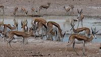 drinkplaats Etosha NP