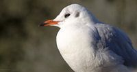 Seagull at rest