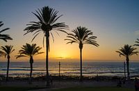 Sunset behind the palm trees