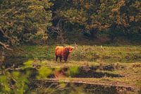 Schottischer Hochlandbewohner