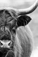 Black and white portrait - Scottish Highlander