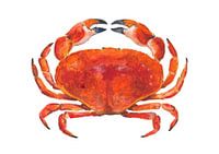Crabe rouge réaliste