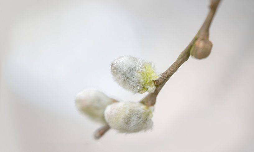 Knospende Weidenkatze von Henk Groenewoud