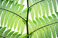 Farnblatt Farnblatt