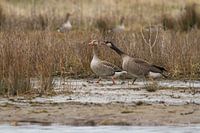 Difference of opinion in nature