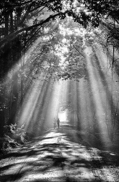 Sonnenschein im Wald von René van der Horst