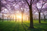 Blossom park Amstelveen Amsterdamse Bos