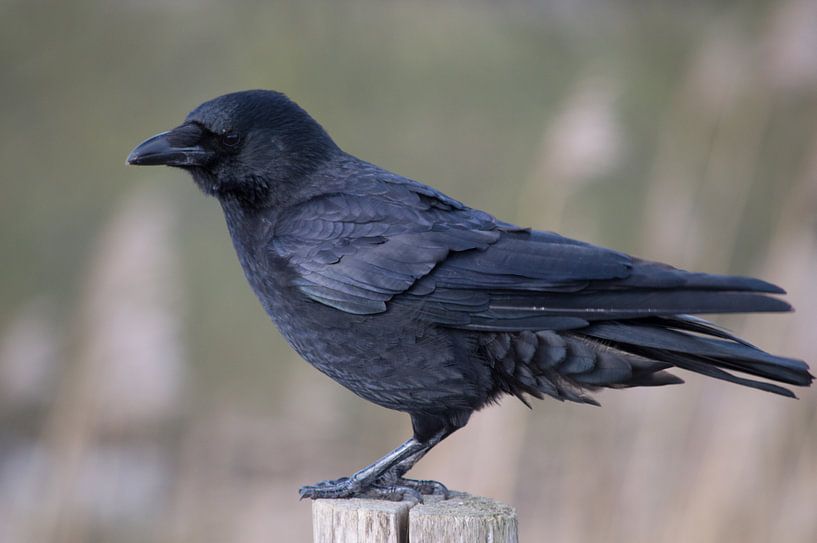 Nahaufnahme einer Krähe von Dlanor