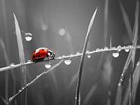Marienkäfer auf Tautropfen gefangen