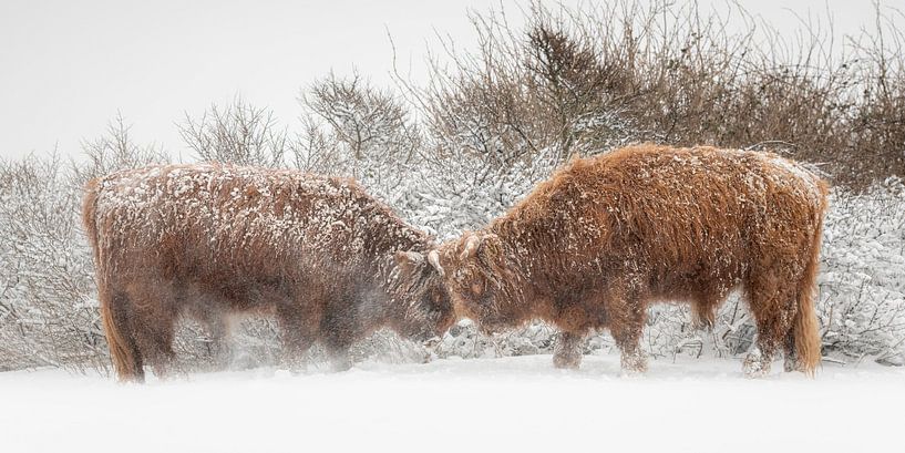 Schottische Highlander stand off im Schnee von Richard Guijt Photography