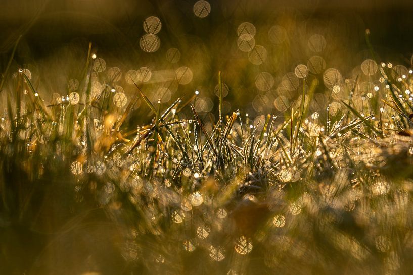 L'or du matin par Angelique van Hulst