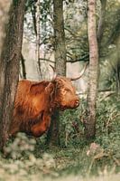 Scottish Highlander among the trees