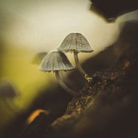 Pilze - Die stillen Wächter des Waldes