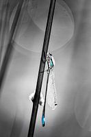 Libelle in het blauw