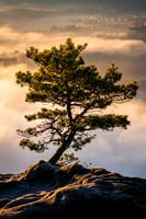 Kiefer über dem Nebelmeer vom Lilienstein