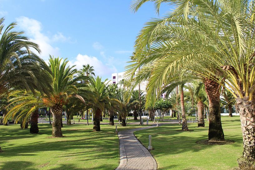 Palmiers dans un complexe hôtelier par Marvin Taschik