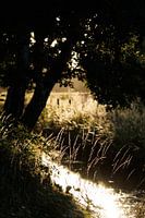 Backlight on summer morning in the Pannenhoef