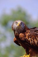 Red Kite