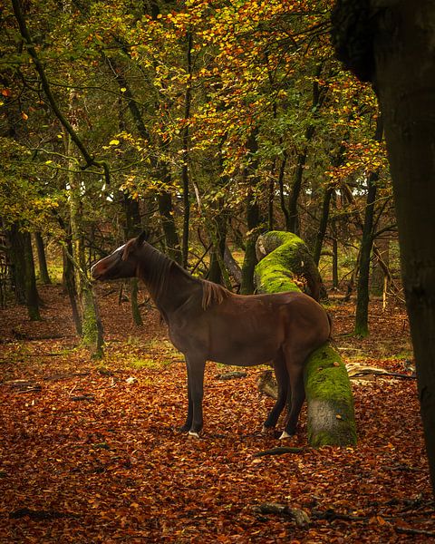 Wild horse with itch scratches its butt on a moss-covered fallen tree trunk by Bram Lubbers