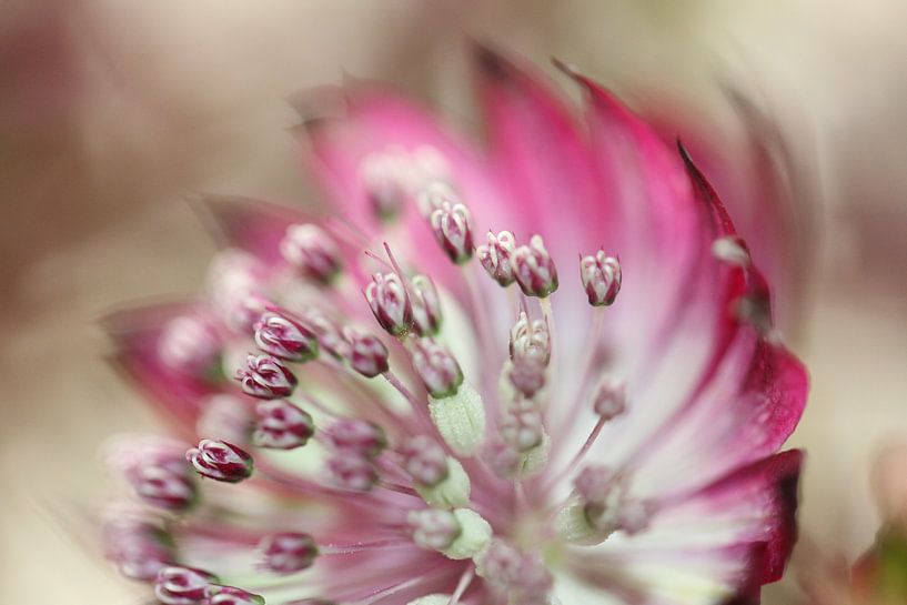 Vuurpijlen uit een Zeeuws knoopje van Bärbel Severens