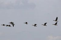 Geese in the sky above park Lingezegen