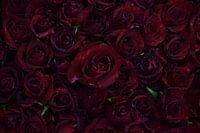 Rosen nach dem Regen